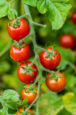 Infintegreen tomato Seed(130 per packet)
