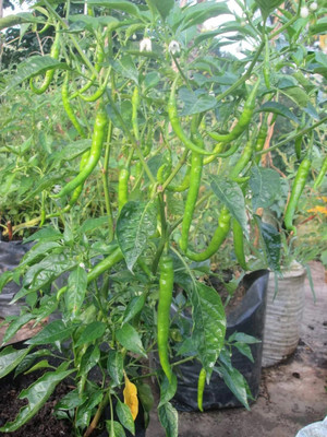 Quentova Chilli Seeds Seed(300 per packet)