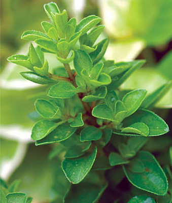 Paudha Marjoram Plant Seed(30 per packet)