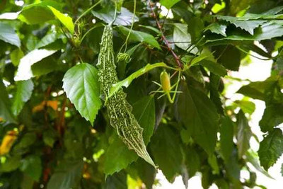 Oliver F1 BEST QUALITY BITTER GOURD SEEDS Seed(28 per packet)