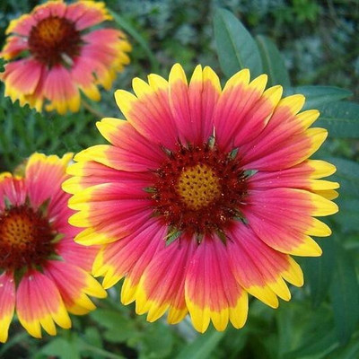 Quentova Blanket Flower Seeds-GBPUT Seed(25 per packet)
