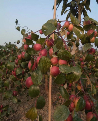 CRGO APPLE , SEV Seed(10 per packet)