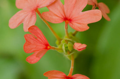 AYODHYAvati kanakambaram-firecracker-crossandra Seed(60 per packet)