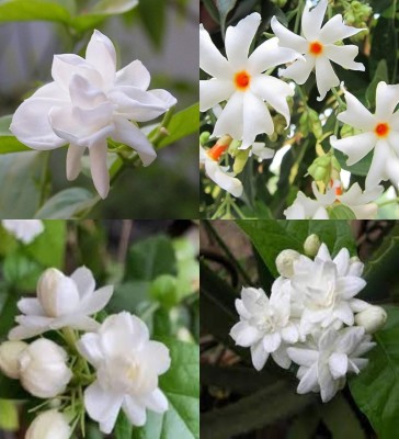 ibains Night blooming jasmine seeds bij 48 Seed(48 per packet)