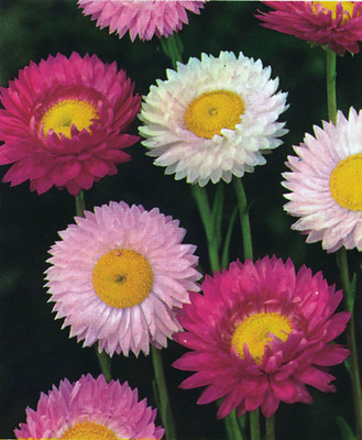 WILLVINE LX-175 Paper Daisy Flower Seeds Seed(50 per packet)