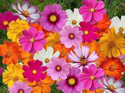 BDSresolve cosmos seeds/cosmos seed 11 Seed(11 per packet)