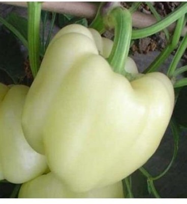 Aywal HYBRID SEEDS CAPSICUM, WHITE ColorSHIMLA MIRCH Seed(460 per packet)