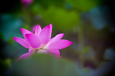 GARDENIFY INIDA lotus,kamal gatta Seed(10 per packet)