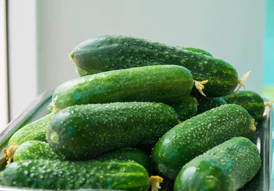 Qualtivate XXX-4A Vegetable Heirloom Cucumber Seed(300 per packet)
