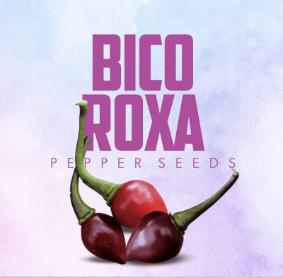 Biosnyg Disease-Resistant Bico Roxa Pepper Seeds for Terrace Gardening-(4000 Seeds) Seed(4000 per packet)