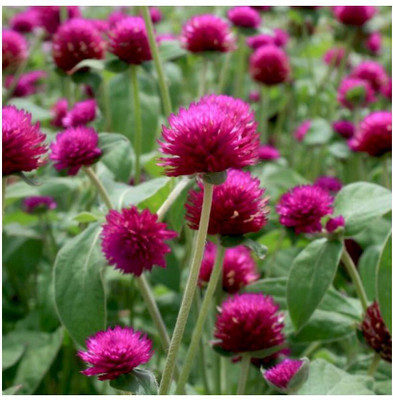 STARKC Globe amaranth, (Gomphrena globosa) Seed(80 per packet)