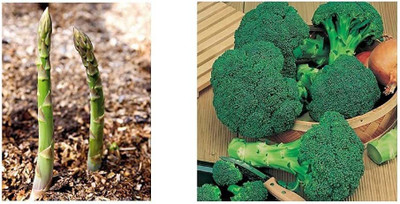 CYBEXIS Asparagus & Broccoli Green Seed(10 g)