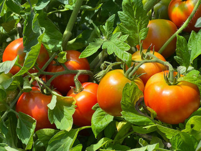 HYBRID MAKHAN GRASS SEEDS tomato Seed(85 per packet)