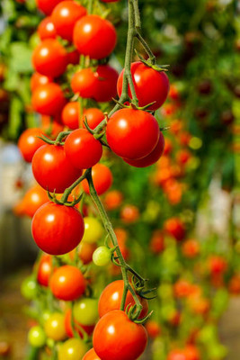 Hi tech Kisan Agro Farm tomato Seed(25 per packet)