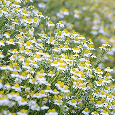 CYBEXIS LX-30 - Chamomile German- - (750 Seeds) Seed(750 per packet)