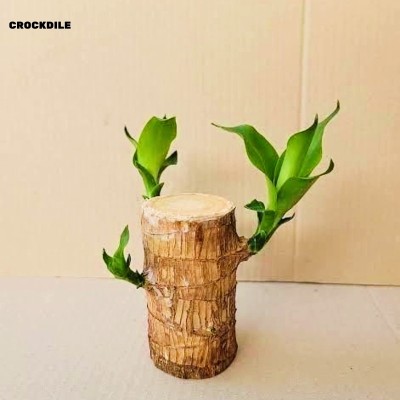 crockdile Imported Original Brazilian Lucky Wood Live Plant Stick( With Pot ) Plant Seed(1 per packet)