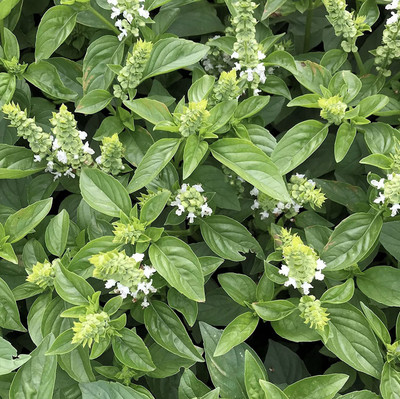 CYBEXIS XLL-35 - Lime Lemon Basil - (4500 Seeds) Seed(4500 per packet)