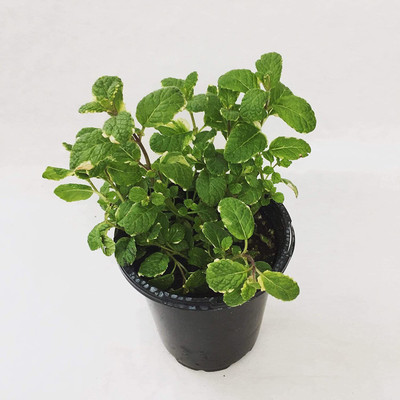 CYBEXIS GBPUT-44 - Mint Pineapple Herb - (1350 Seeds) Seed(1350 per packet)