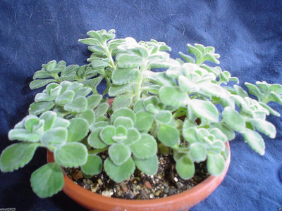 Qualtivate GUA-260 Broad Leaf Thyme AKA Cuban Oregano Seed(200 per packet)