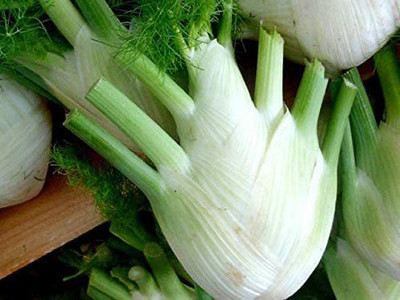 VibeX NDIR-51 - Florence Fennel (Finnochio) - (2250 Seeds) Seed(2250 per packet)