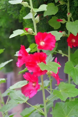 Aro Holly hock Seed(14 per packet)