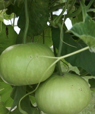 UGRA Bangladeshi Hazari Hybrid Round Bottle Seed(50 per packet)
