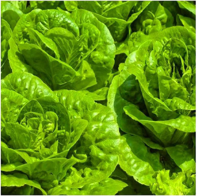 Qualtivate PUA-1A Tom Thumb Lettuce Seeds Seed(300 per packet)