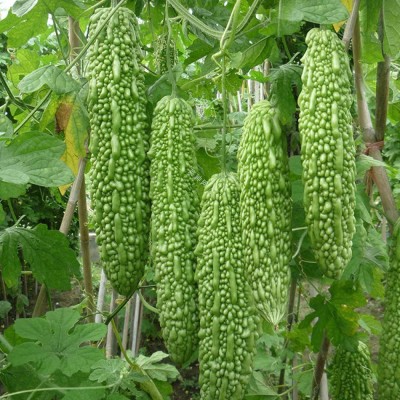 CYBEXIS Bitter Gourd Seeds 800 Seeds Seed(800 per packet)