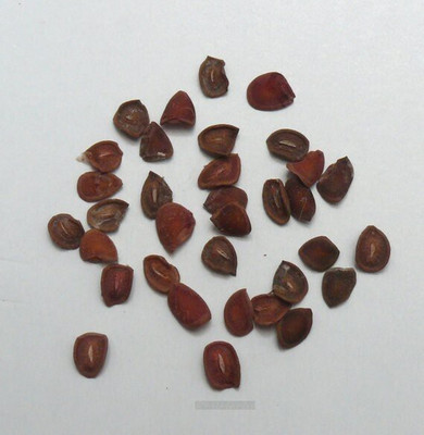 V Seed Lal Karonda (Carissa Carandas) 7 Seed Seed(7 per packet)
