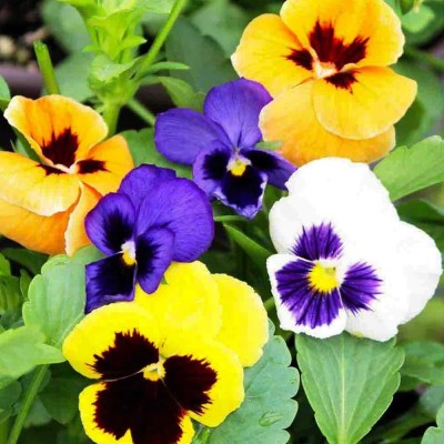 BDSresolve Pansy flower seeds PACK OF 89 Seed(89 per packet)