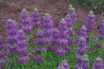 CYBEXIS VVI-21 - Lemon Bee Balm (Lemon Mint) - (250 Seeds) Seed(250 per packet)