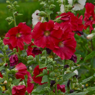 SREE Hollyhock Dubble Mixed Seeds, Flower Gardening Seeds,Organic Flower Seed(15 per packet)