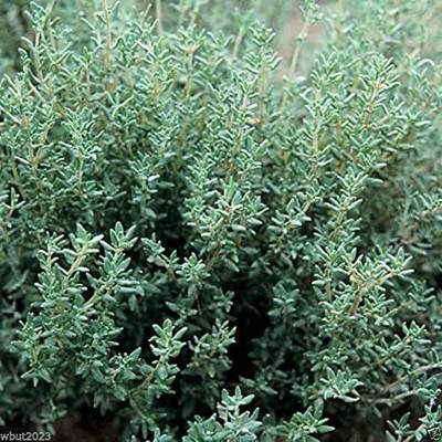 CYBEXIS TLX-41 - Certified Organic Summer Thyme - (1350 Seeds) Seed(1350 per packet)