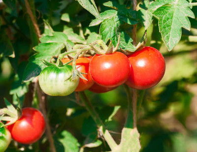 BALCONYPLANTX tomato Seed(100 per packet)