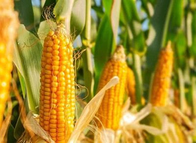 WILLVINE VMR -XI F1 Hybrid Sweet Corn Seeds-[500g] Seed(2000 per packet)
