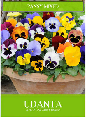 Udanta Udanta Pansy Multicolor Flowers Seeds Avg 30-40 Each Packet Seed(1 per packet)