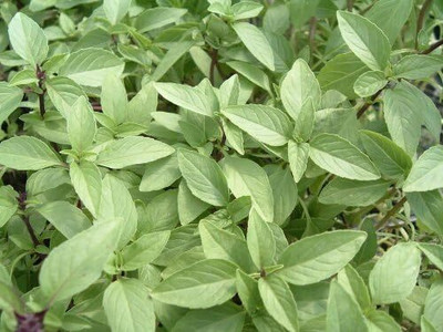 Qualtivate LXI-6 Thai Basil Heirloom Seeds Seed(1000 per packet)
