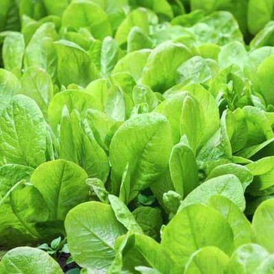 SEMINA VITA palak seeds seeds Seed(64 per packet)