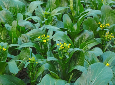 WILLVINE HAR -X Chinese Flowering Cabbage,Choi Sum [5g] Seed(1500 per packet)