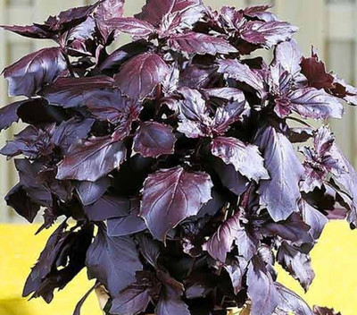 Quentova BASIL RED Ocimum basilicum purpurascens-QLTY Seed(200 per packet)
