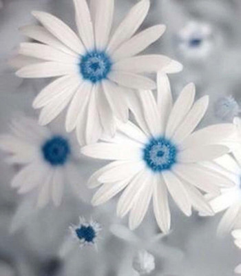 Aywal Daisy Flower Seed(50 per packet)