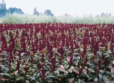 Aywal Amaranthus Burgundy Red/ Dark Green Flower Seed(100 per packet)