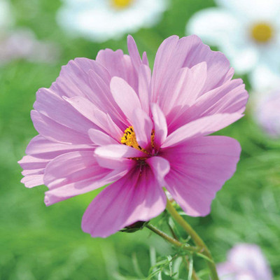 CYBEXIS Cosmos bipinnatus 'Psyche Mixed' Half-Hardy Annual Flowers Gardens Grow Your Own Seed(1 g)