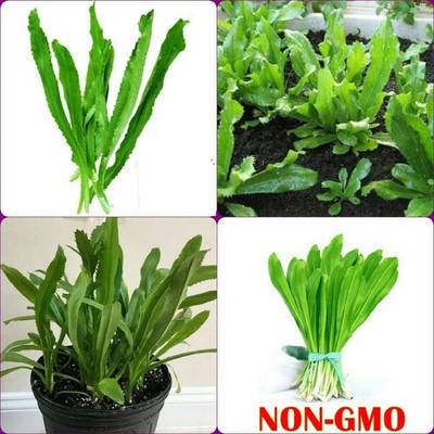 VibeX LX-98 - Duck-Tongue Mexican Coriander - (750 Seeds) Seed(750 per packet)