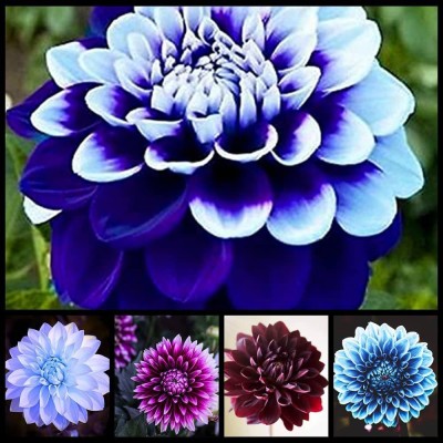 VibeX PUAS-43 - Dinner Plate Dahlia Decoration - (540 Seeds) Seed(540 per packet)