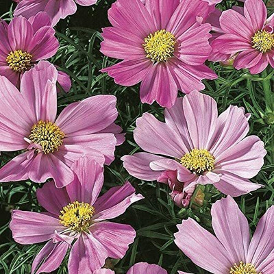 CYBEXIS Sensation Cosmos Flower Seeds Seed(1 g)