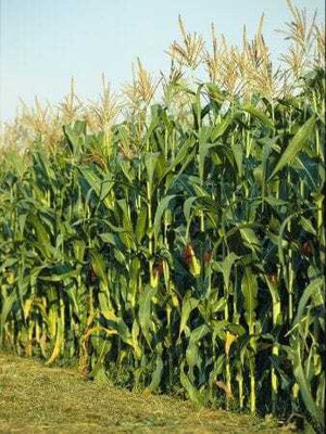 usdeepar retrail Neo Seed HYBRID corn seed 250 Pk Makka Seed(250 per packet)