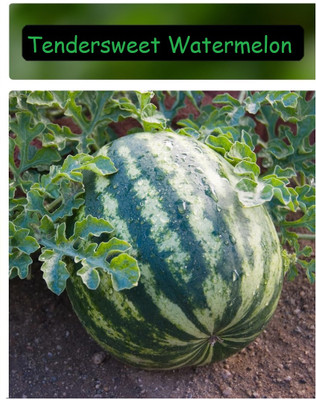 KNESSiN Heat Tolerant Tendersweet Watermelon Fruit Seeds For Planting-(100 Seeds) Seed(100 per packet)