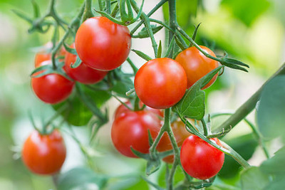 Arshayat tomato Seed(90 per packet)