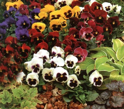 Quentova Pansy Giant Swiss Mixed Mix Colour Flower-XII-6A Seed(75 per packet)